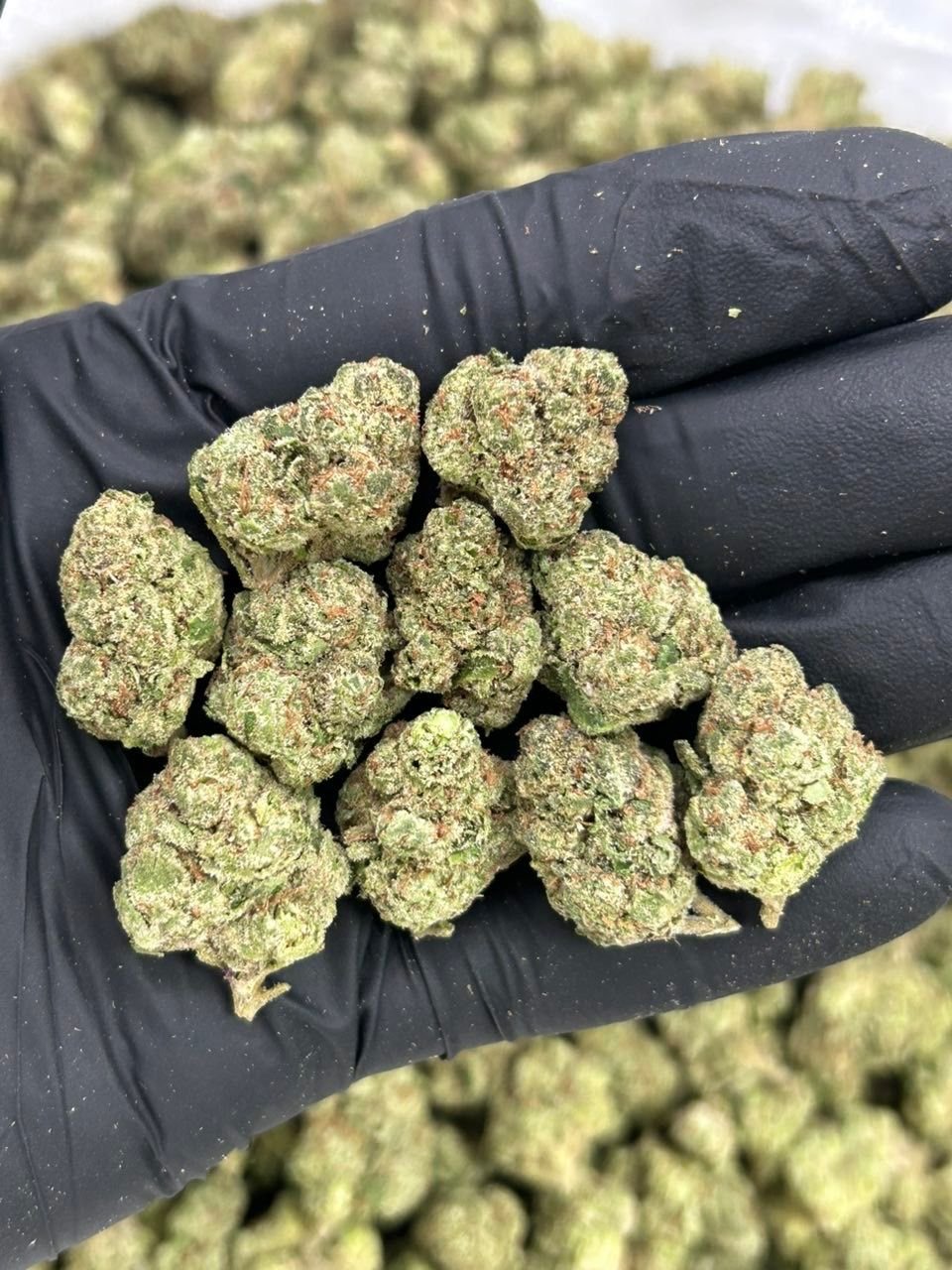 Buy Grade A Bubblegum Runtz | Exotic Flavor, Smooth High