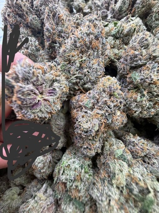 Buy Black Cherry Gelato – Premium Cherry-Sweet Hybrid Strain - Image 3