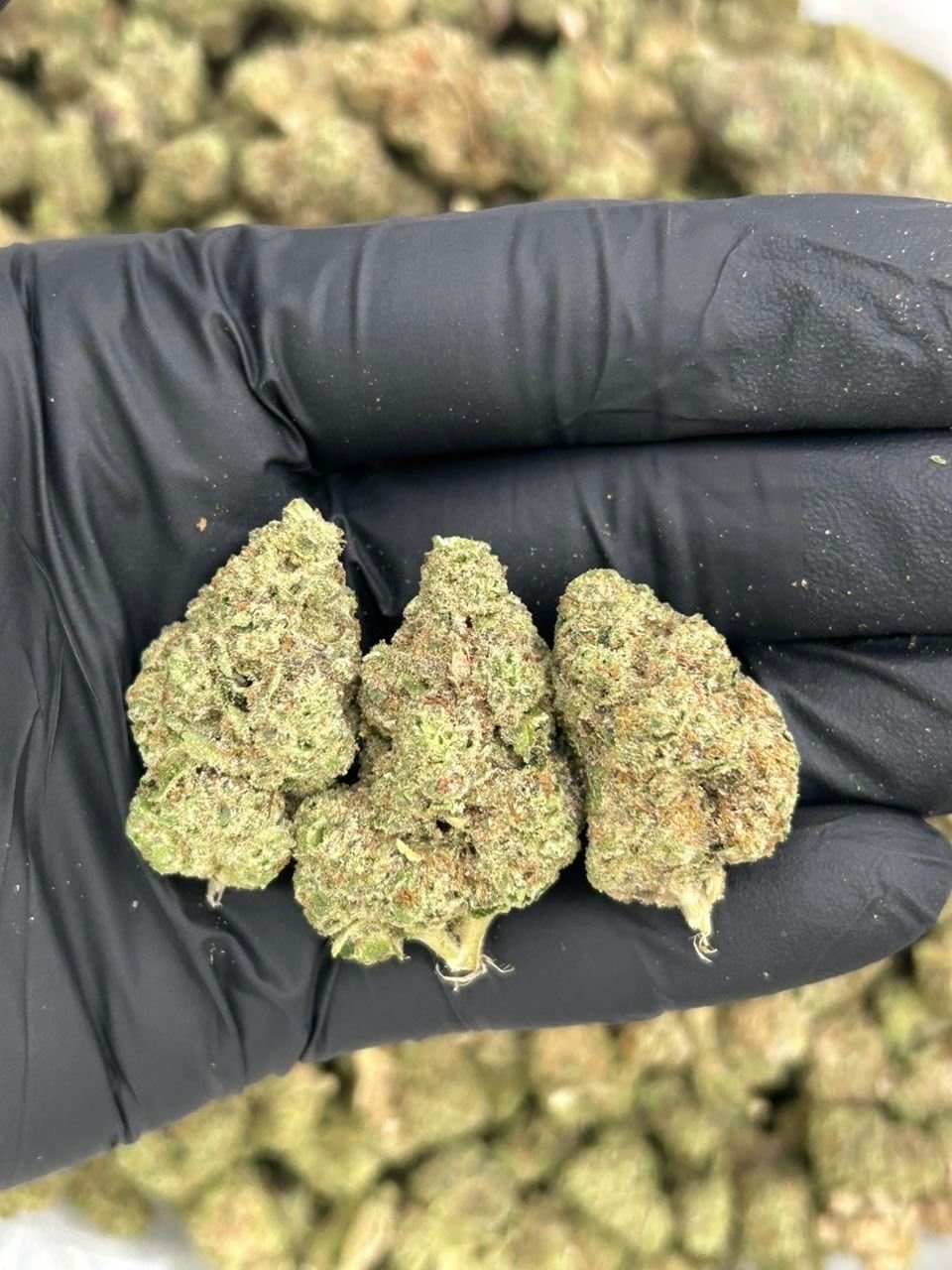 LA Pop Rocks x Mimosa weed strainn