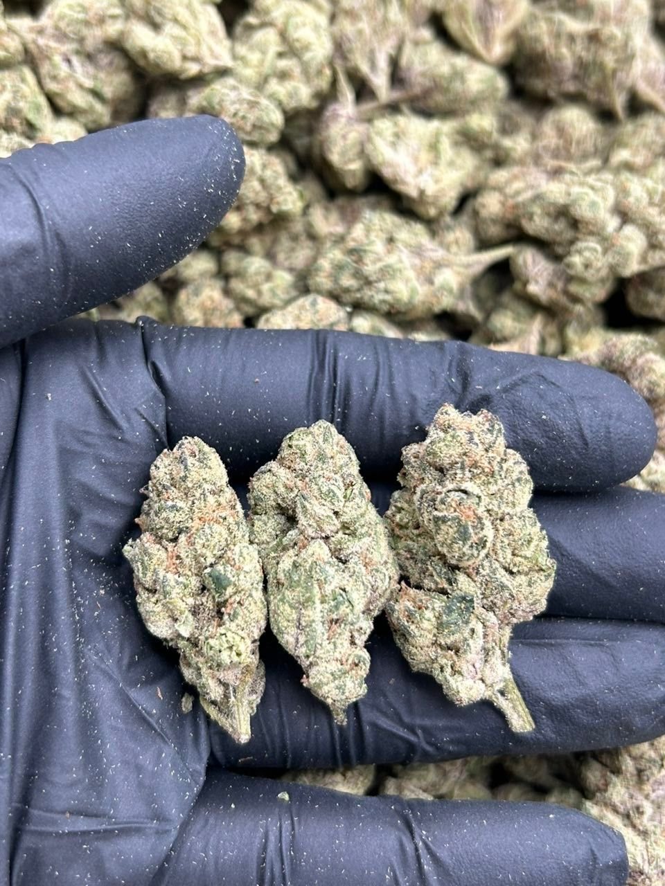 Slapz Strain