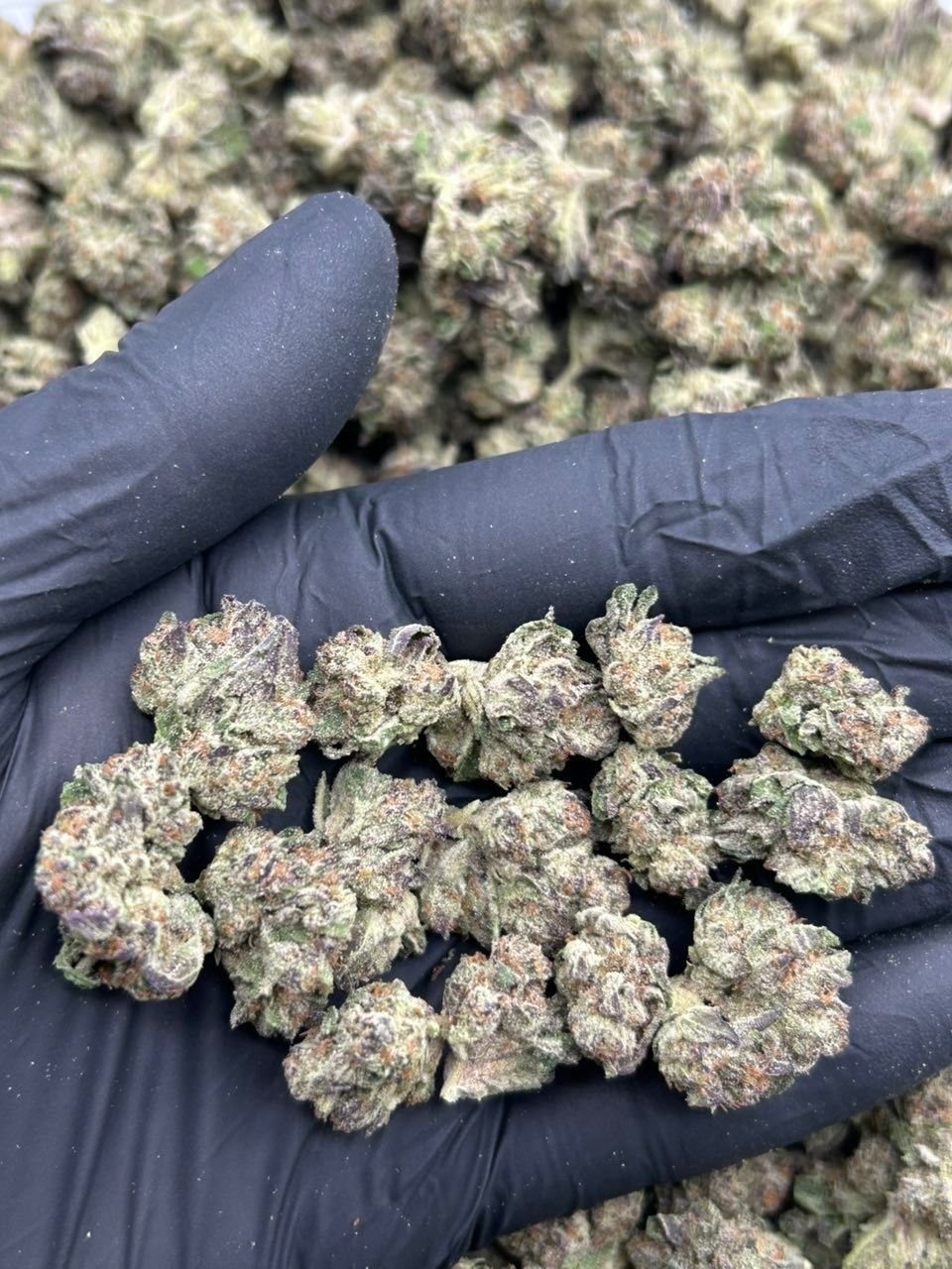 Grape Gasoline Flower THCa