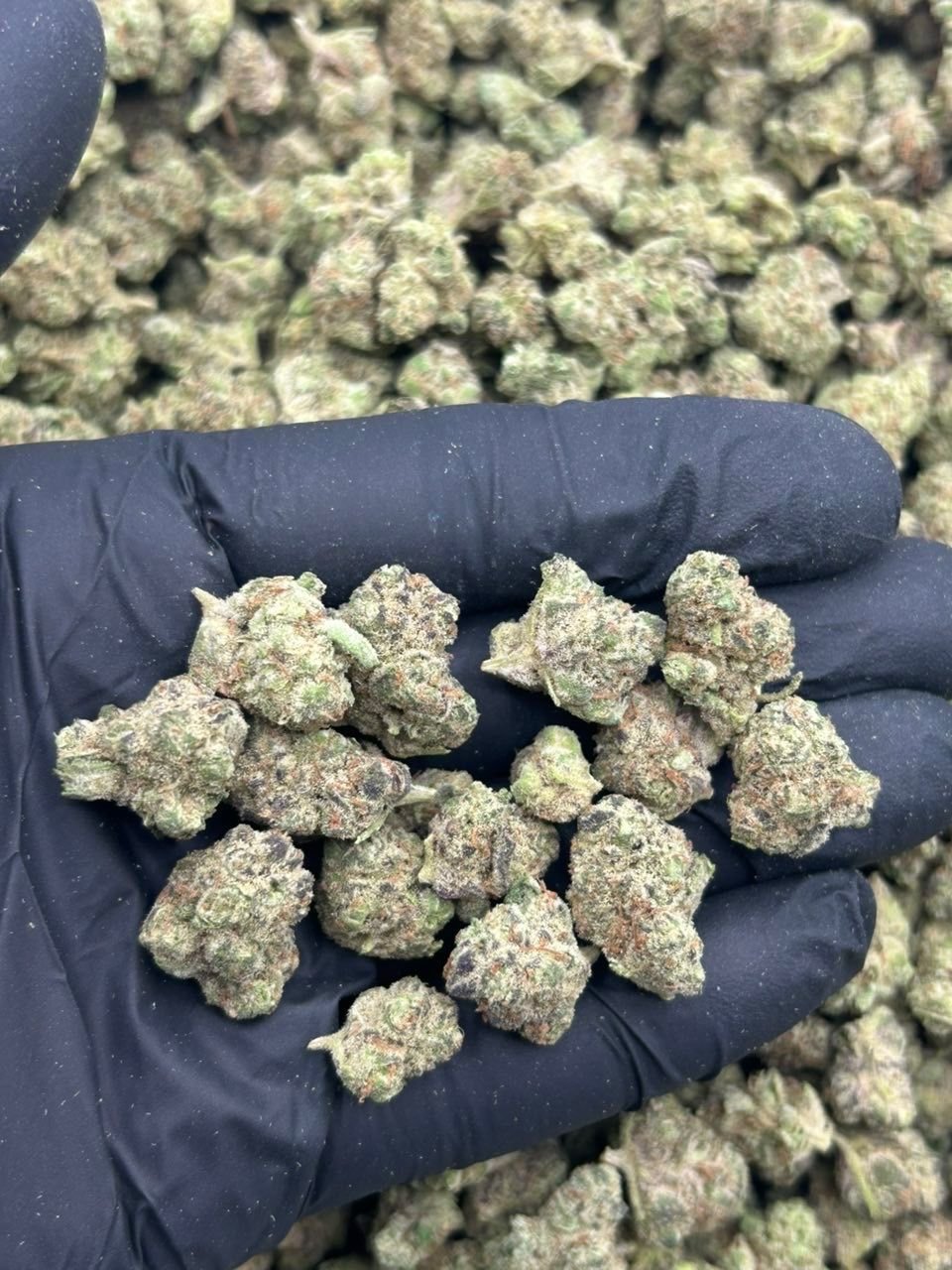 Space Cake Strain