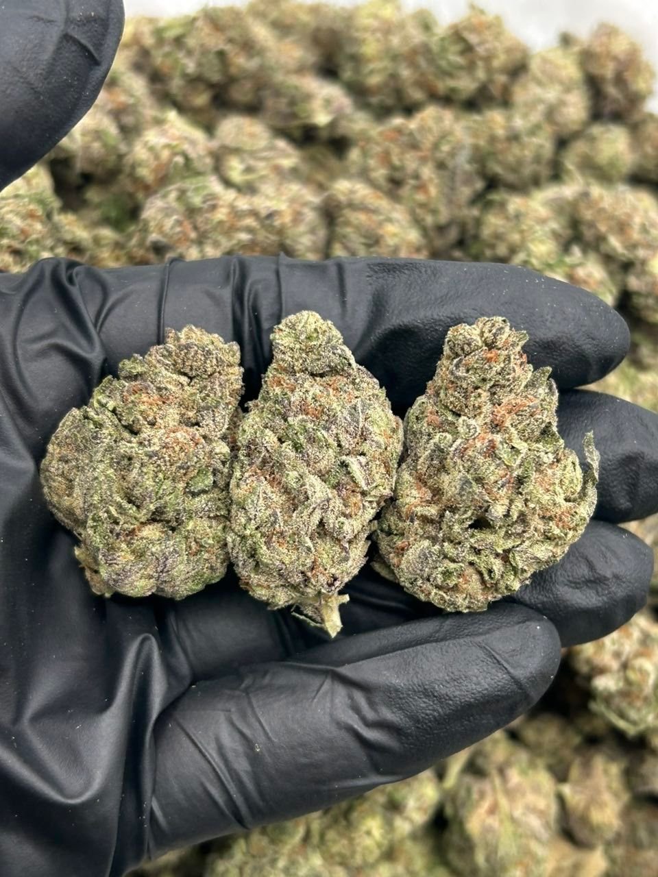 Frosted SlushIe Weed Strain