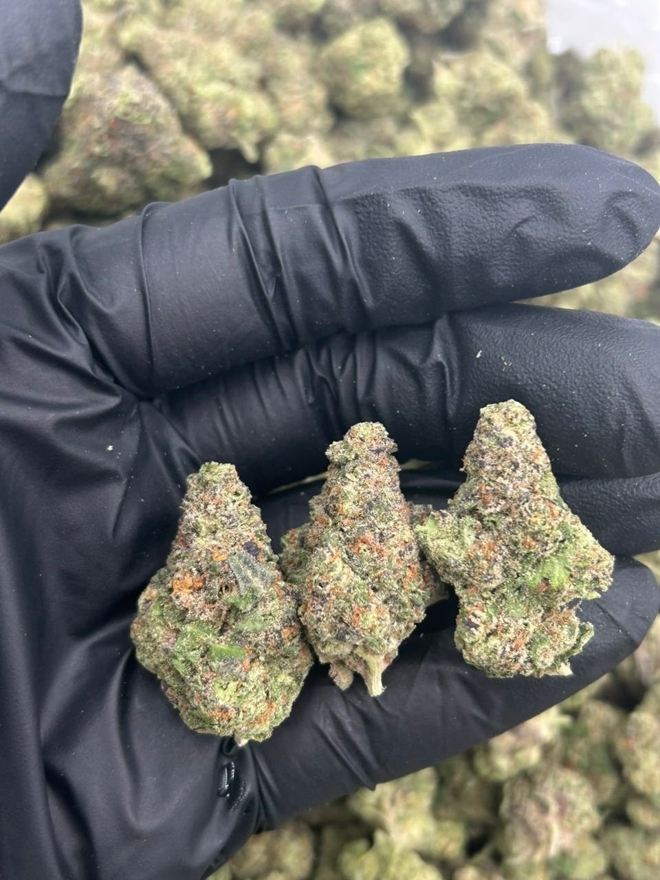 PINK GUAVA strain