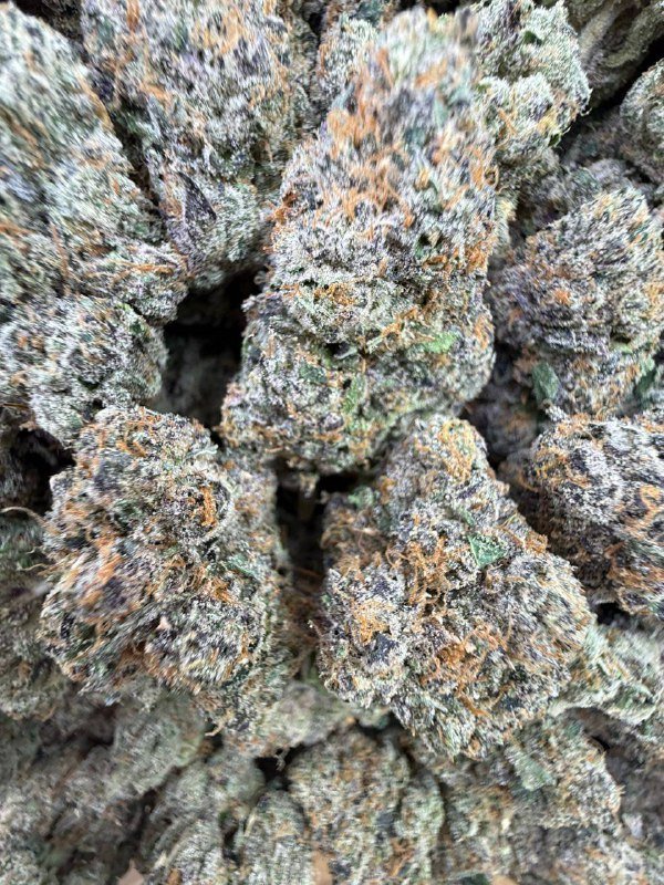 Buy Black Cherry Gelato – Premium Cherry-Sweet Hybrid Strain