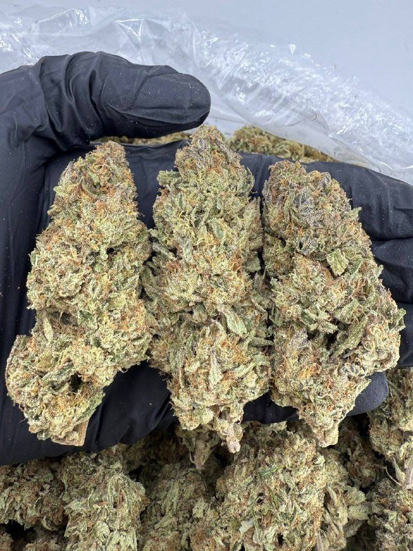 Buy mimosa x orange punch strain – Premium Hybrid Effects.