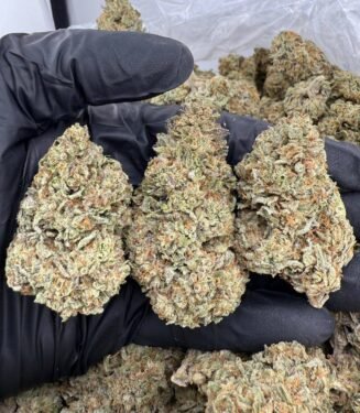 Buy Tropicana Cookies – Flavorful Sativa-Dominant effects